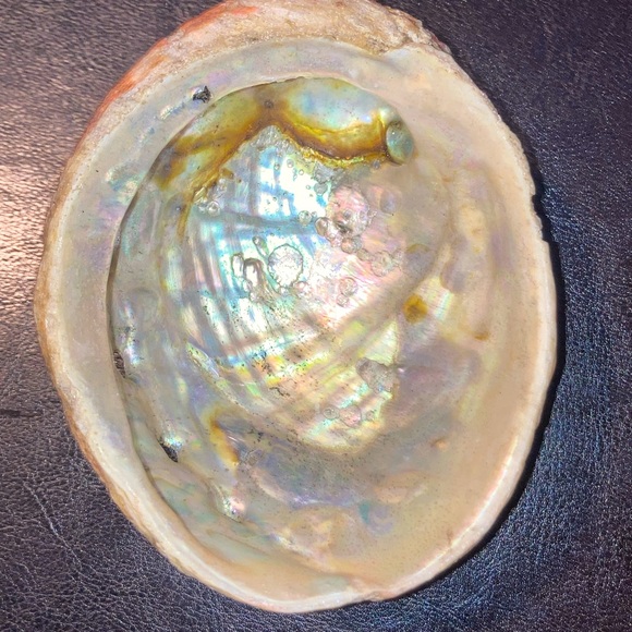 Alabone Shell - Picture 5 of 6